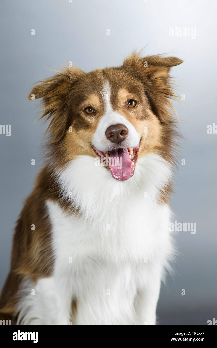 Border Collie. Ritratto di cane adulto. Studio Immagine contro uno sfondo grigio. Germania Foto Stock