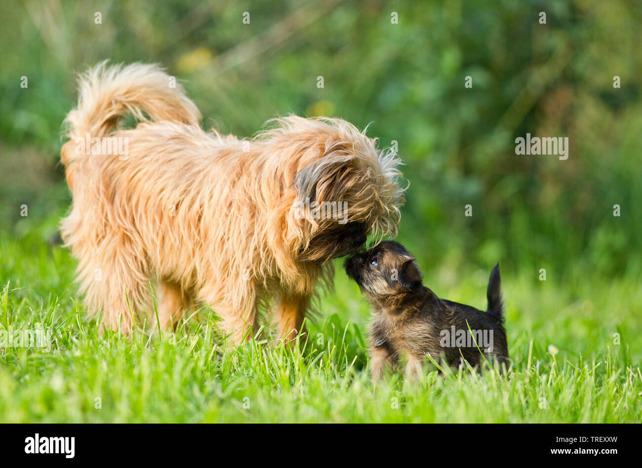 Griffon Bruxellois, Bruxelles Griffon. Cane adulto su un prato, lo sniffing di cucciolo di Germania Foto Stock