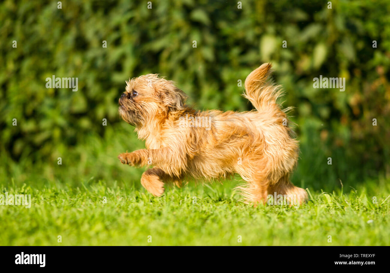 Griffon Bruxellois, Bruxelles Griffon. Cane adulto in esecuzione su un prato. Germania Foto Stock
