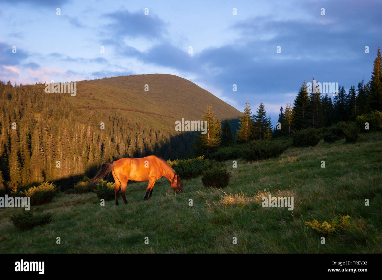 Castagna cavallo al pascolo in una valle di montagna. Paesaggio estivo con una bella luce solare. Vista serale delle colline boscose e belle nuvole Foto Stock