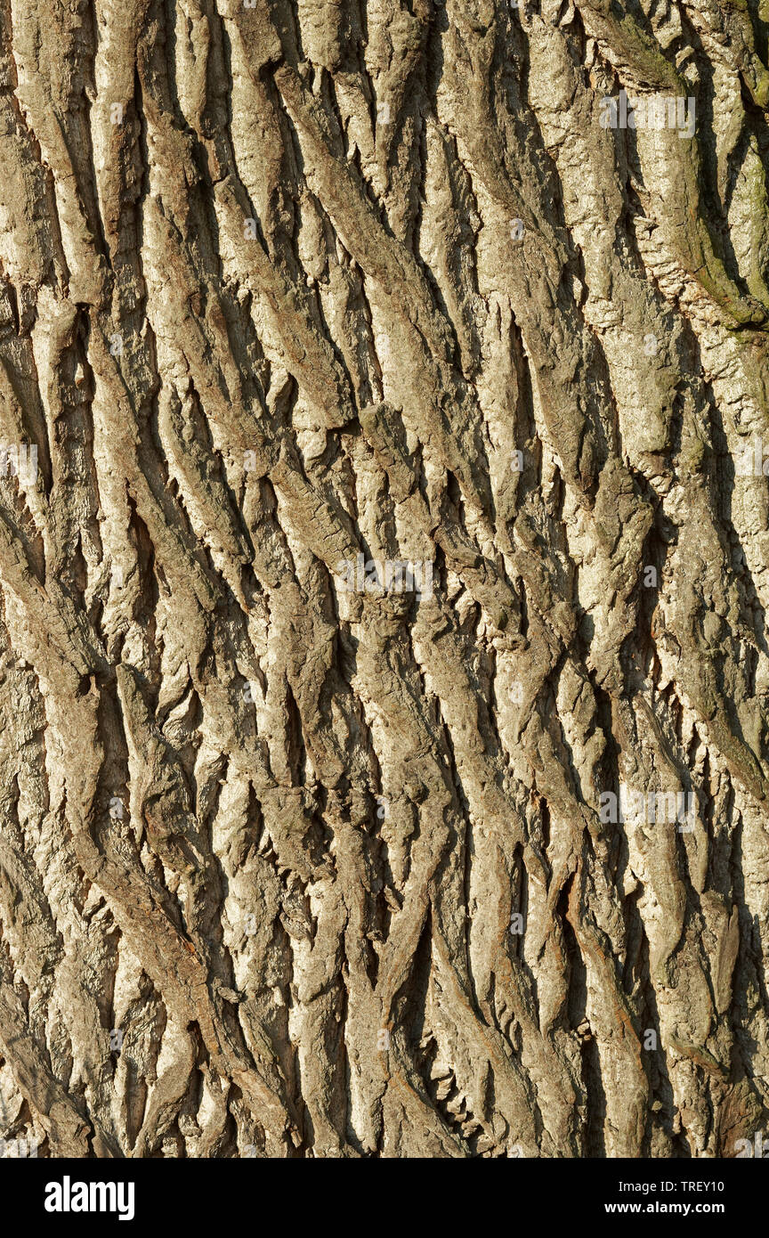 Pioppo nero (Populus nigra), close-up di corteccia. Germania Foto Stock