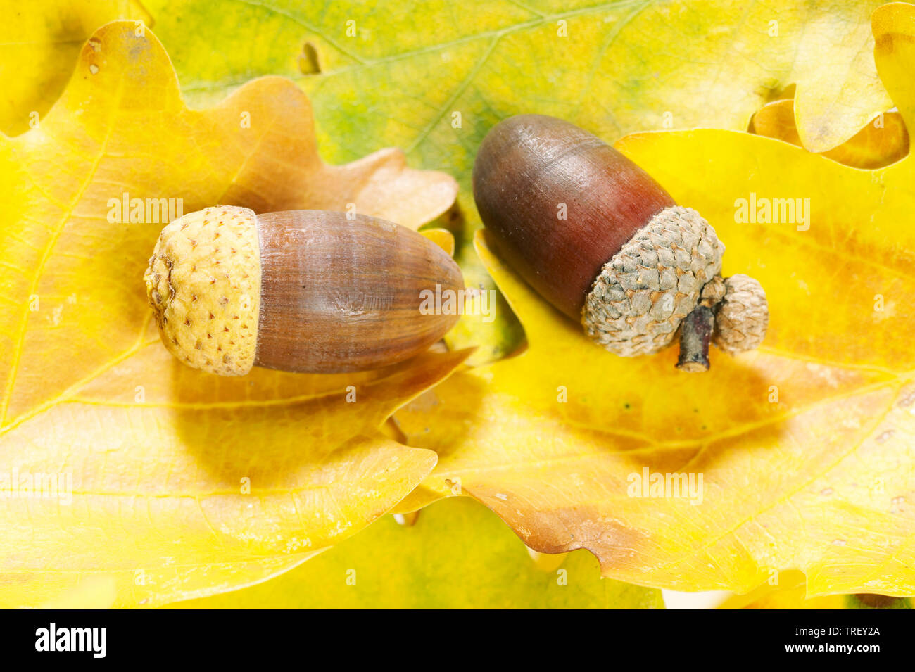 Comune di Quercia farnia (Quercus robur). Acorn sulla figliata di foglia in autunno. Germania Foto Stock