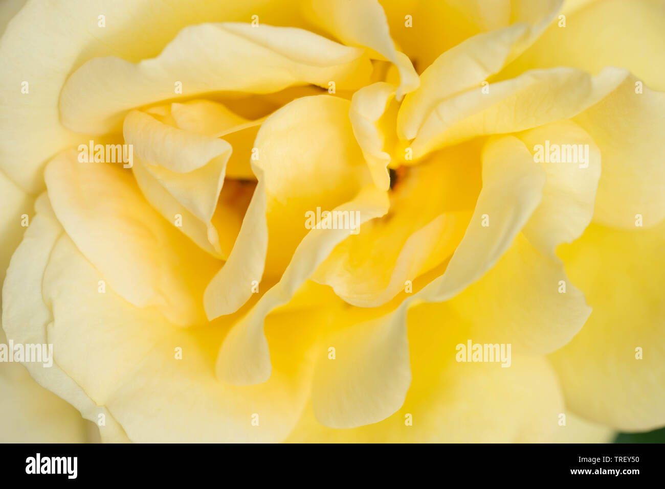 Colore giallo fiore rosa macro Foto Stock