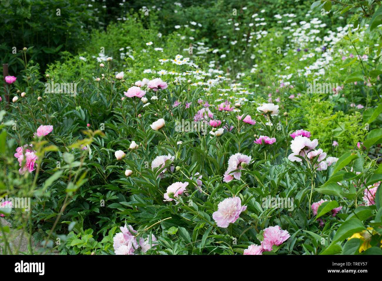 Peonie Rosa nel giardino cottage sulla giornata di sole Foto Stock