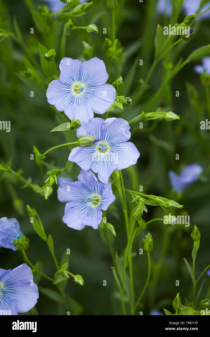 Comune di lino, lino, semi di lino (Linum usitatissimum), steli di fioritura. Germania Foto Stock