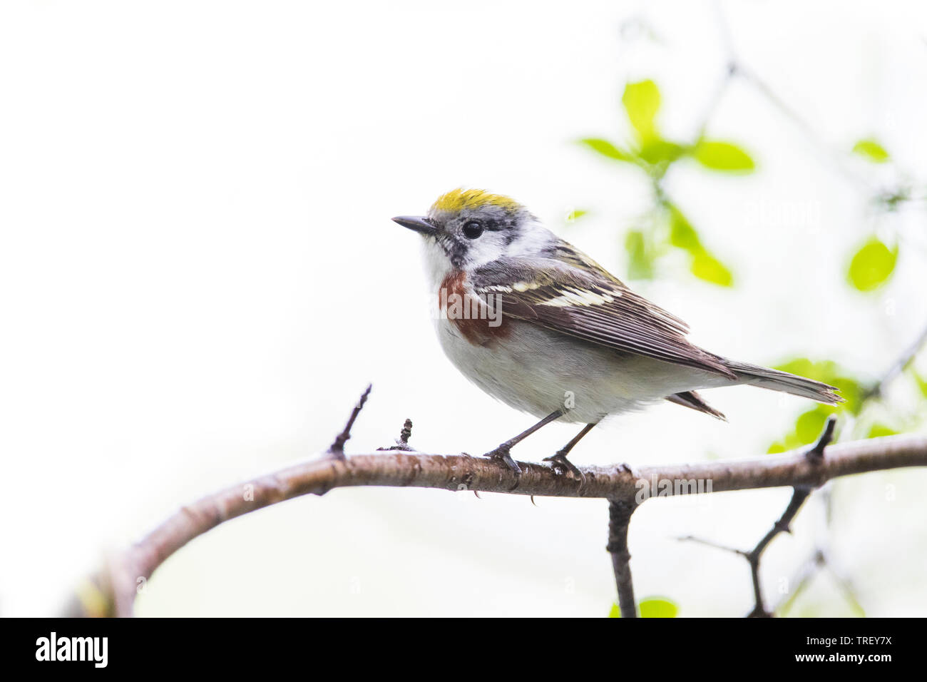 Chestnut facciate trillo (Setophaga pensylvanica) Foto Stock