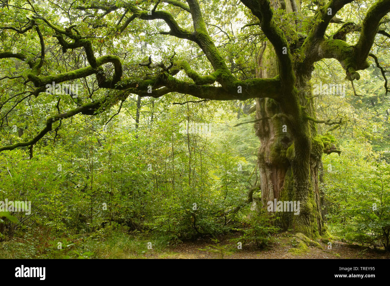 Pendulate Quercia farnia (Quercus robur). Antica quercia nella vecchia foresta. Foto Stock