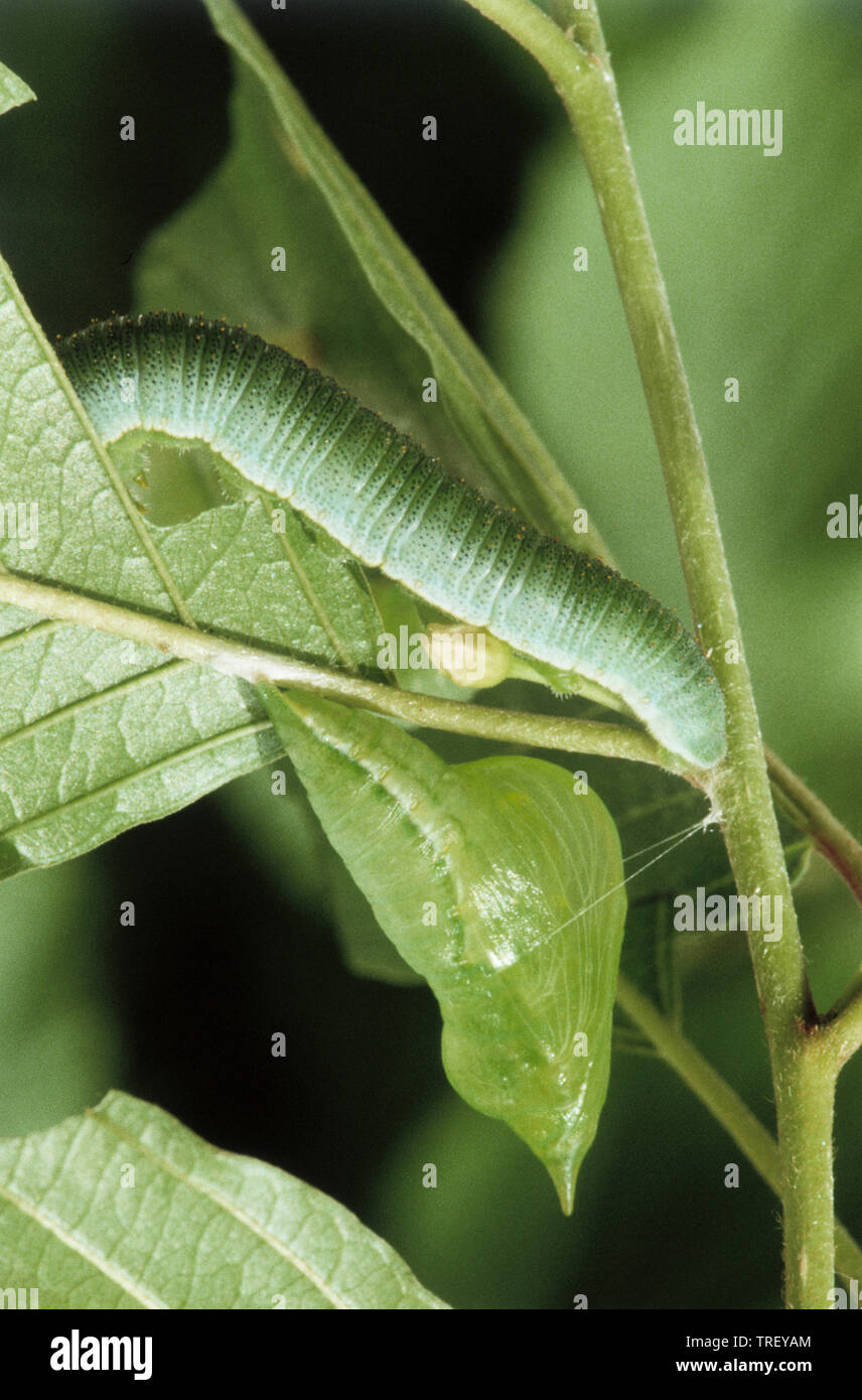 Brimstone (Gonepteryx rhamni), Caterpillar e pupa tra foglie. Germania Foto Stock
