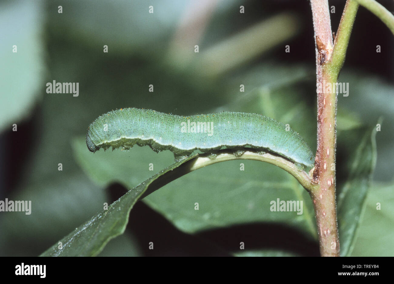 Brimstone (Gonepteryx rhamni), Caterpillar su una foglia. Germania Foto Stock