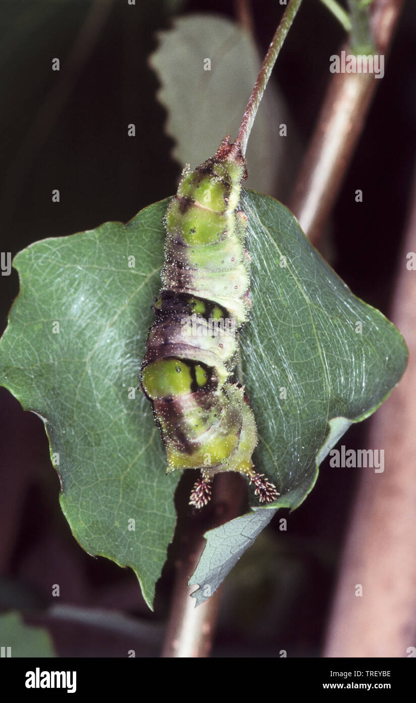 Grande Ammiraglio di pioppo (Limenitis populi), Caterpillar. Germania Foto Stock