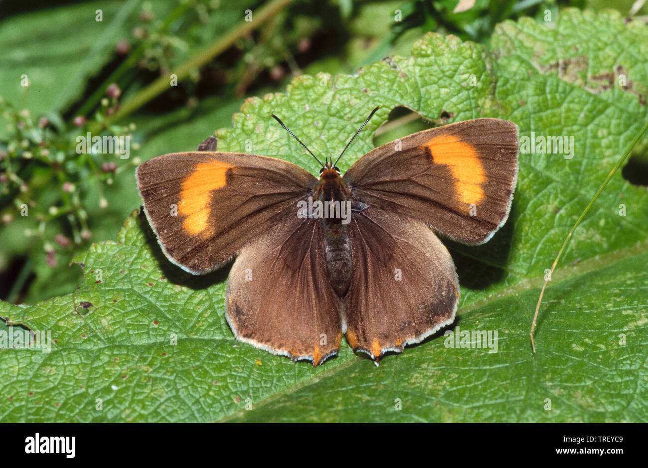 Marrone (Hairstreak Thecla betulae). Farfalla su una foglia. Germania Foto Stock
