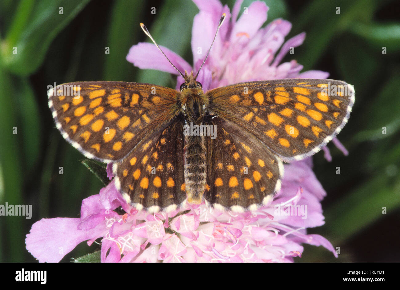 Glanville Fritillary (Melitaea cinxia) sui fiori rosa.. Germania Foto Stock