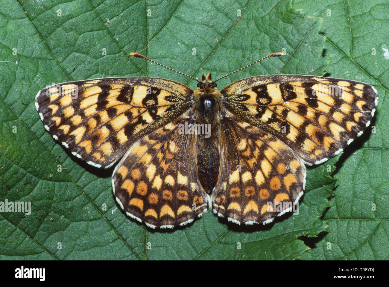 Heath Fritillary (Mellicta athalia). Farfalla su una foglia. Germania Foto Stock