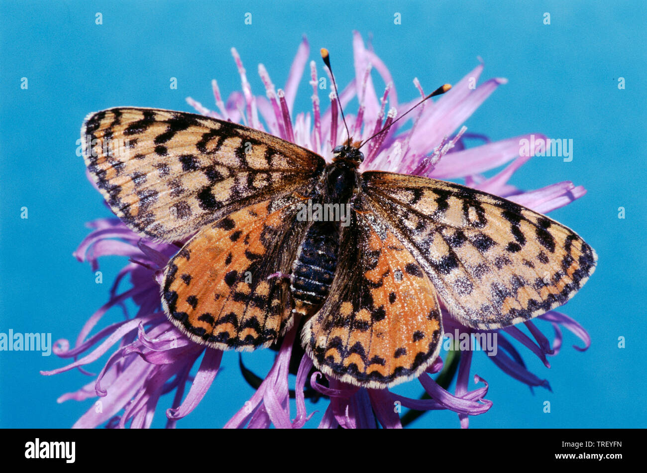 Avvistato Fritillary (Melitaea didyma). Farfalla su un fiore. Germania Foto Stock