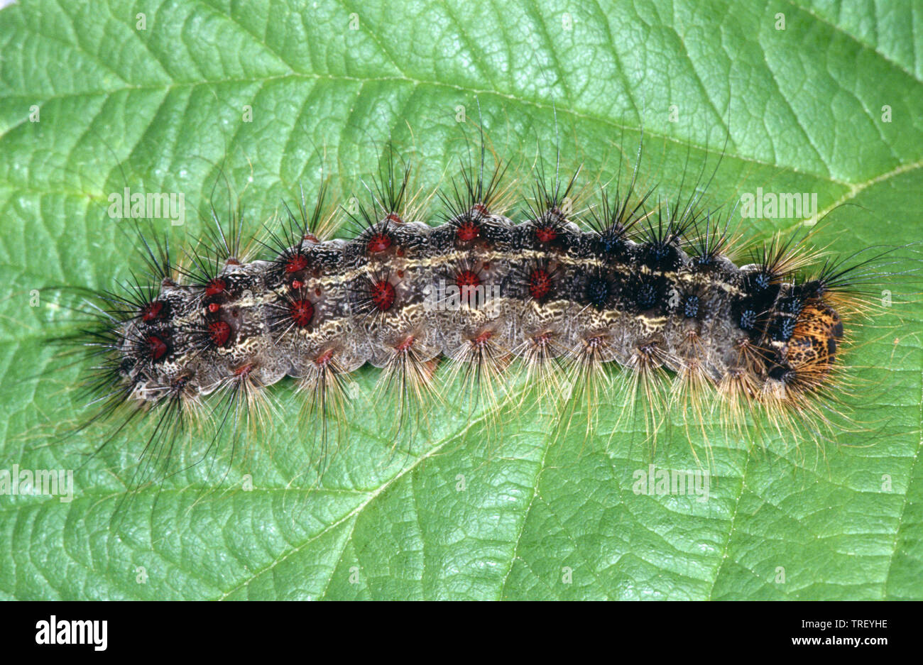 Gypsy Moth (Lymantria dispar), Caterpillar su una foglia, Germania Foto Stock