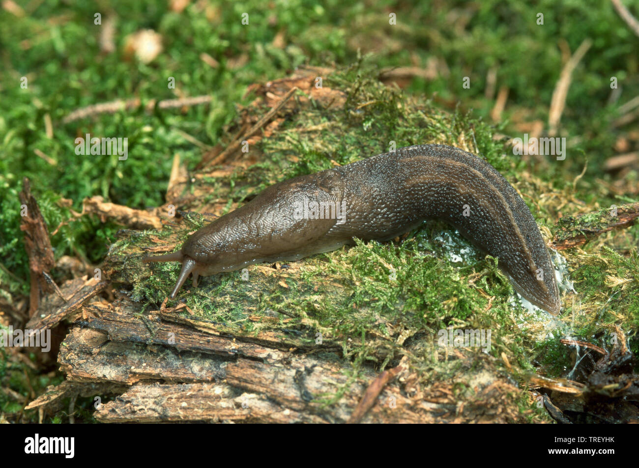 Grande Grigio Slug, Leopard Slug (Limax maximus), una grande terra europea slug. Germania Foto Stock