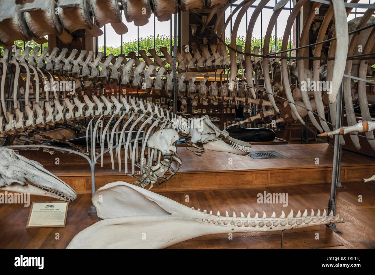 Scheletri di mammiferi marini nella galleria di Paleontologia e di Anatomia Comparata a Parigi, Francia. Foto Stock
