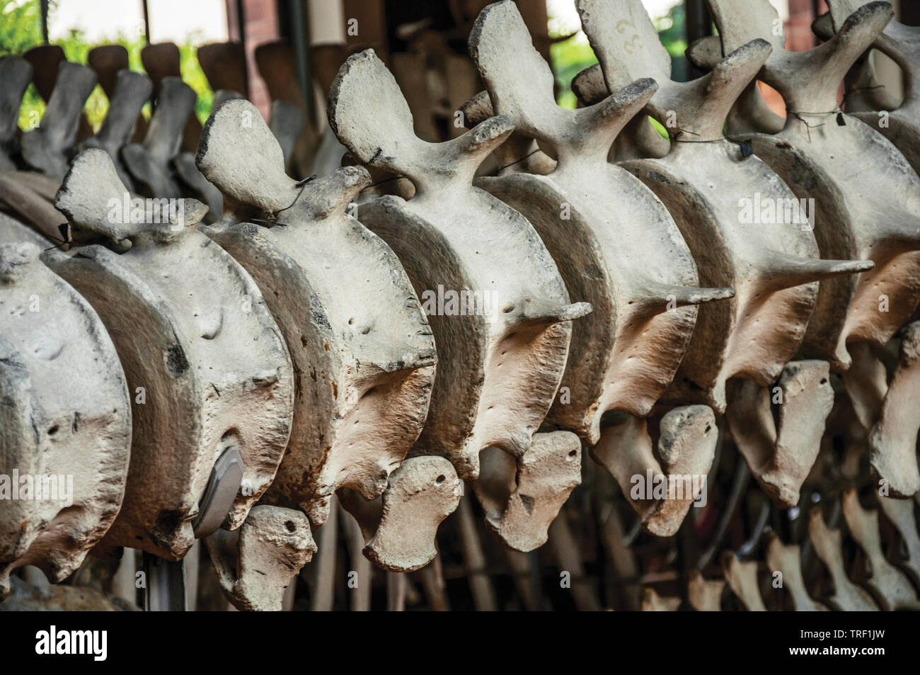 Lo scheletro di Backbone in galleria di Paleontologia e di Anatomia Comparata a Parigi. Uno dei più imponenti del mondo centro culturale in Francia. Foto Stock