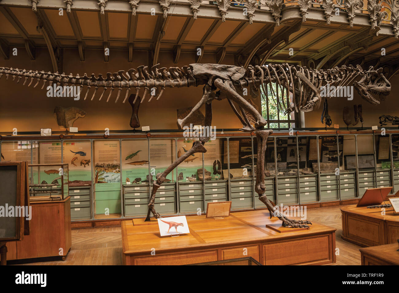Fossile di dinosauro presso la Galleria di Paleontologia e di Anatomia Comparata a Parigi. Uno dei più imponenti del mondo centro culturale in Francia. Foto Stock