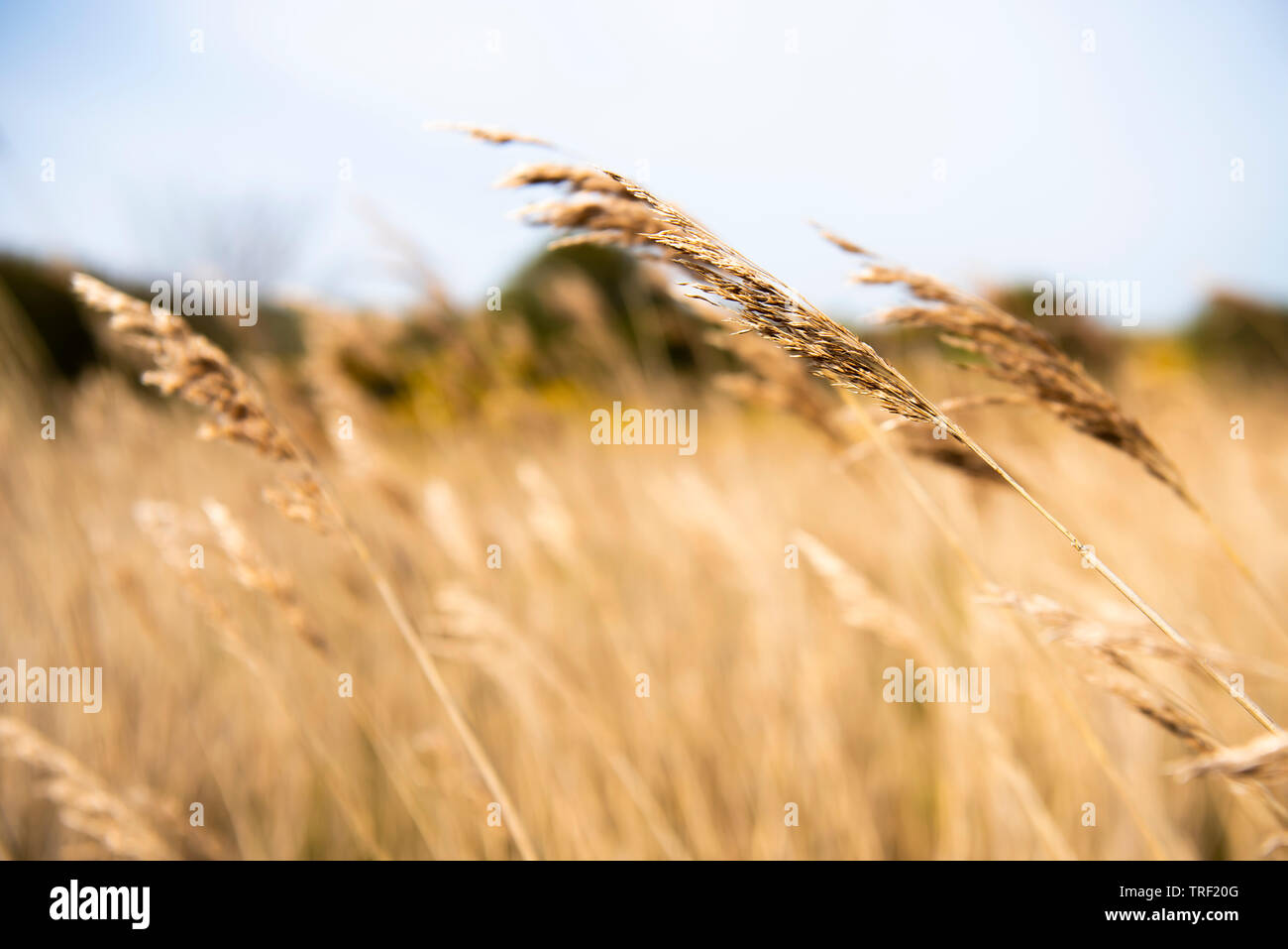 Erba marrone con grandi teste di seme al vento. Foto Stock