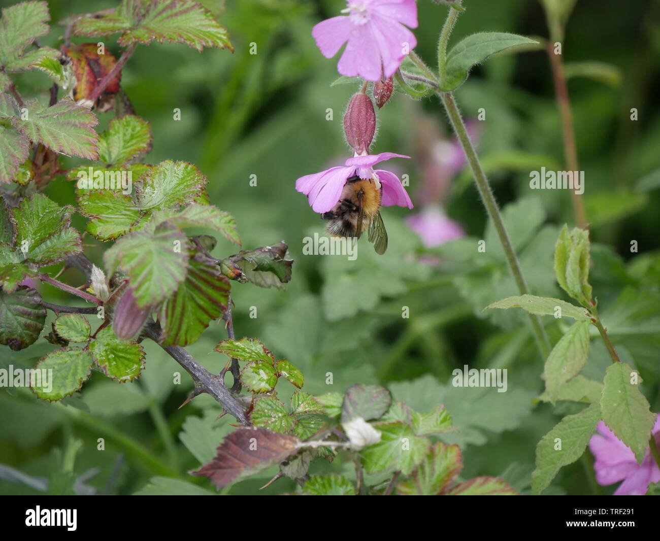 Bee per raccogliere il polline da Red catchfly-Silene dioica fiore Foto Stock