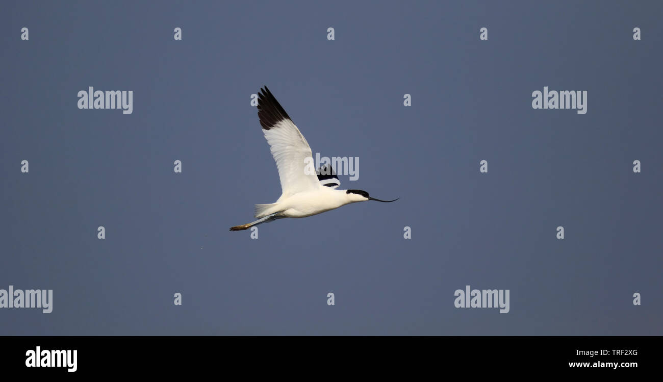 Avocet [Avocetta recurvirostra] - RSPB Blacktoft Sands, East Yorkshire, Regno Unito Foto Stock