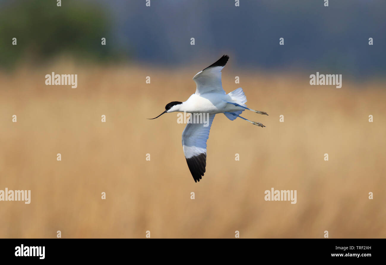 Avocet [Avocetta recurvirostra] - RSPB Blacktoft Sands, East Yorkshire, Regno Unito Foto Stock