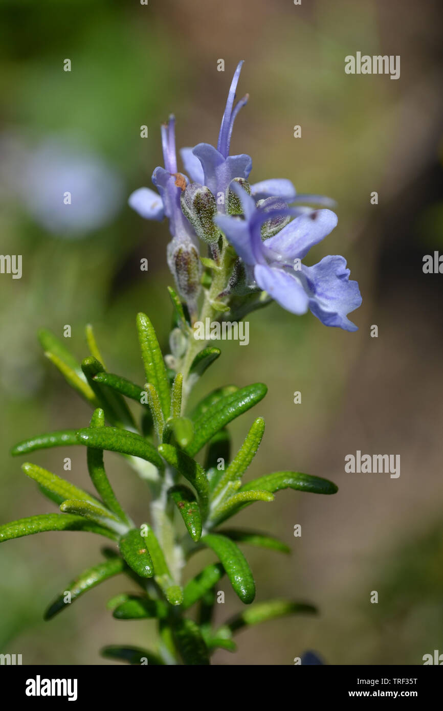Erbe rosmarino (Rosmarinus officinalis) in fiore. Foto Stock