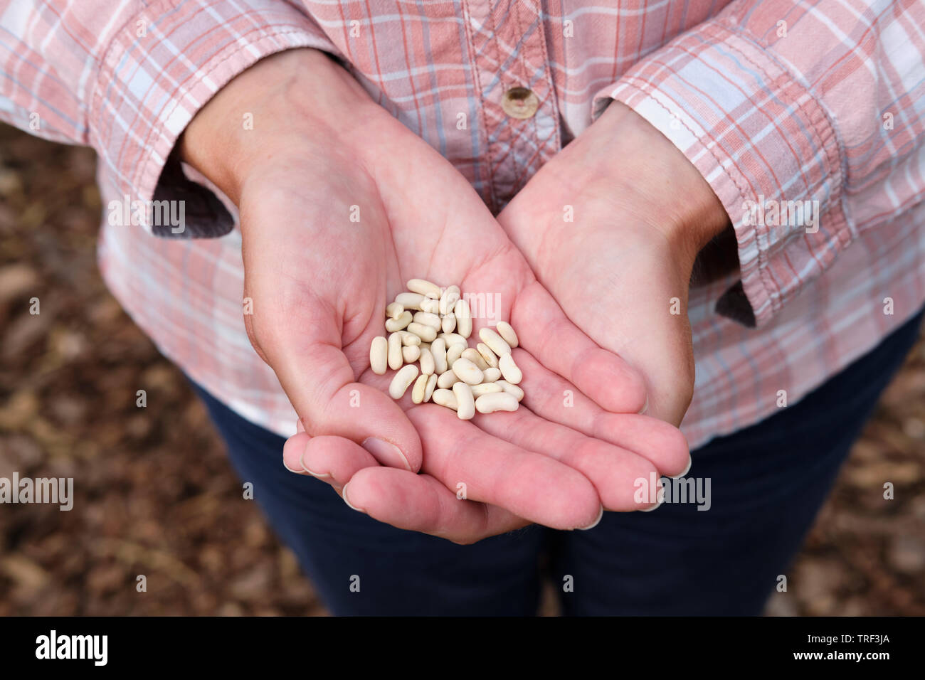 La donna caucasica azienda fagiolo nano "Ferrari" semi di piante in mani aperte. Foto Stock
