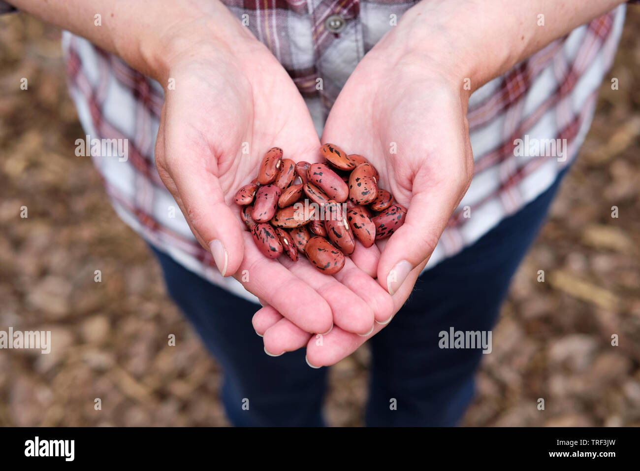 La donna caucasica azienda Runner Bean 'Enorma' semi di piante in mani aperte. Foto Stock