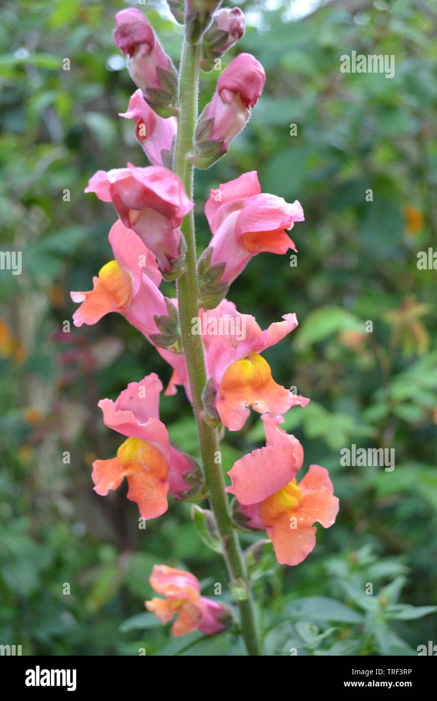 Bocca di Leone, Antirrhinum majus, Chantilly bronzo, ibrido F1 Foto Stock