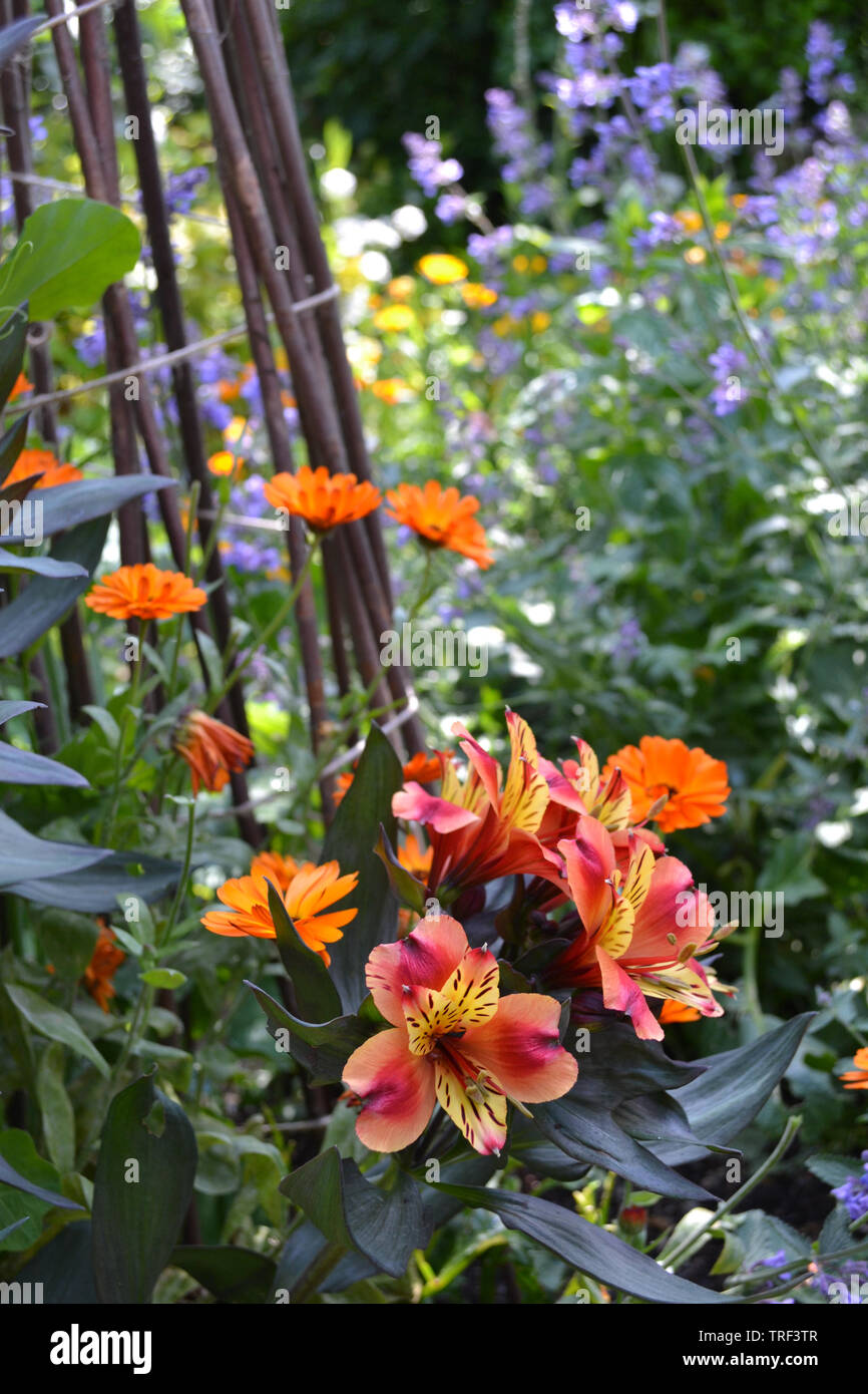 Confine misti con alstroemeria, calendula e nepeta. Foto Stock