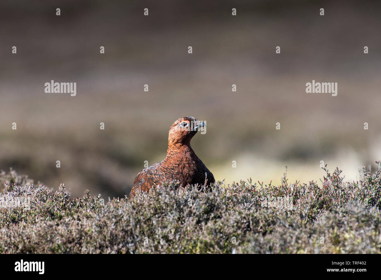 Red Grouse, Lagopus lagopus, sulla brughiera in tarda primavera, North Yorkshire, Regno Unito. Foto Stock