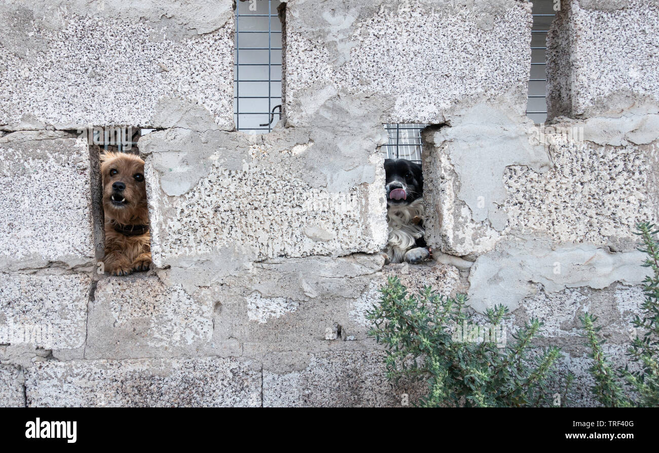 Due cani guardando attraverso il blocco di brezza parete perimetrale in Spagna Foto Stock