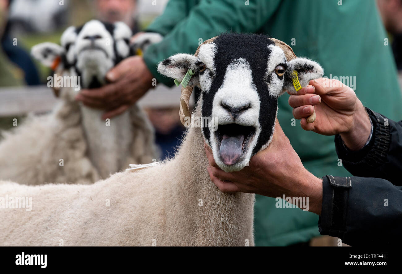 Pecore Swaledale essendo mostrato in corrispondenza di una pecora show tenutosi a Tan Hill, aprendo la sua bocca aperta. Foto Stock