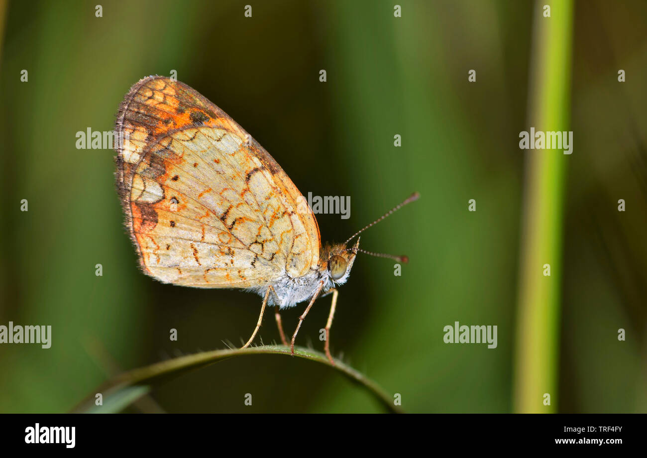 Pearl Crescent Butterfly (Phyciodes tharos) sono ' appollaiati su una lama curva di erba con le sue ali in posizione verticale. Foto scattata a Houston, TX. Foto Stock