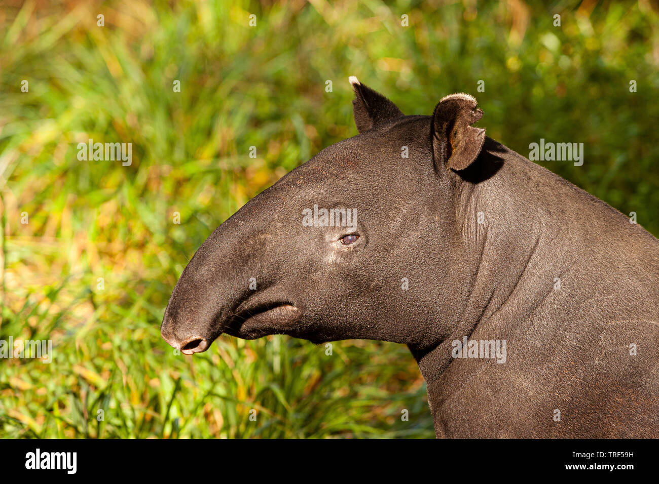 Il tapiro: la malese anche chiamato tapiro asiatico ( Tapirus indicus ) Foto Stock