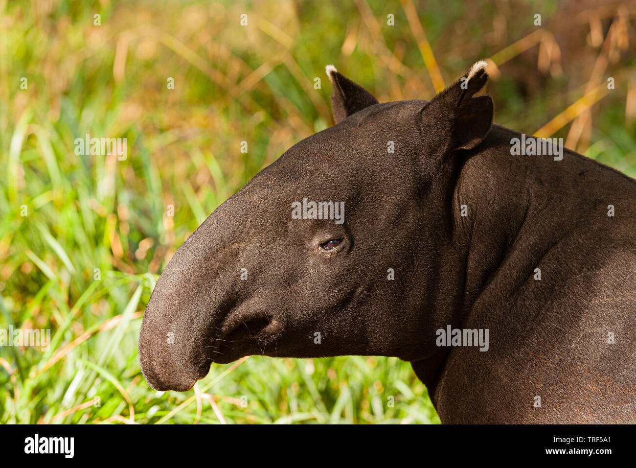Il tapiro: la malese anche chiamato tapiro asiatico ( Tapirus indicus ) Foto Stock