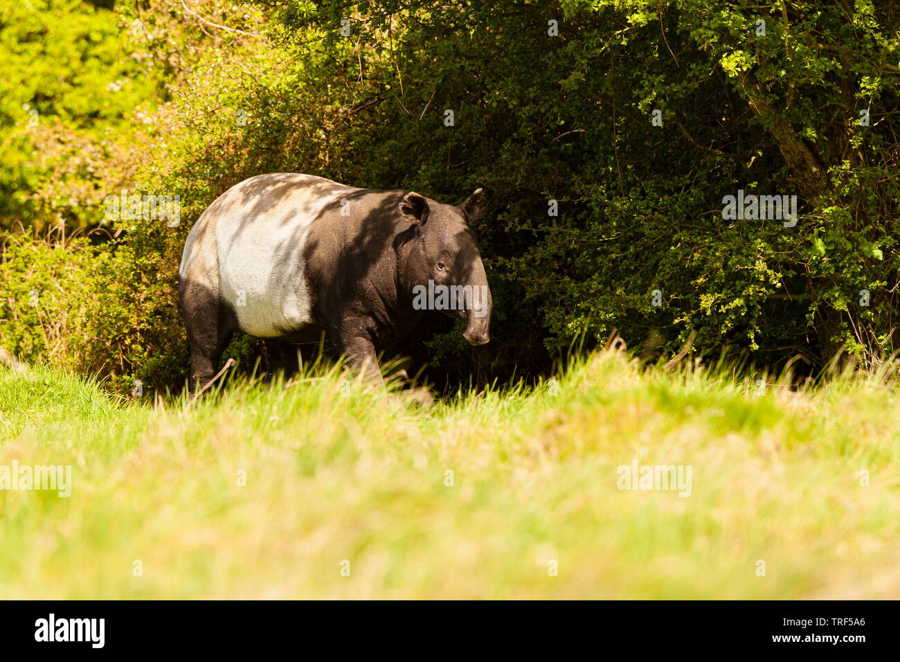 Il tapiro: la malese anche chiamato tapiro asiatico ( Tapirus indicus ) camminare sotto la tettoia ad albero Foto Stock