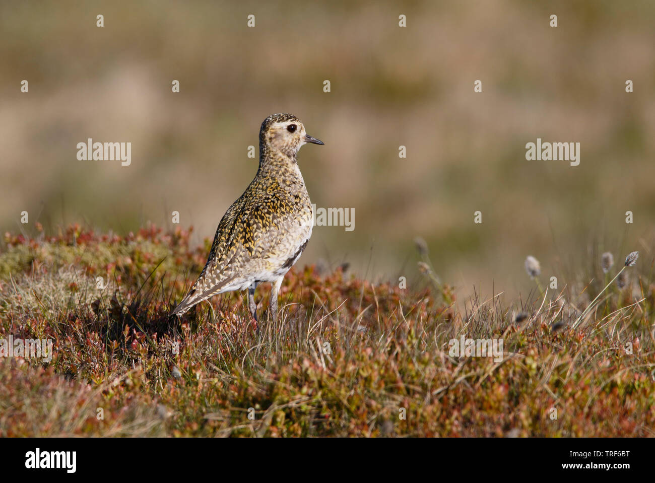 Golden Plover [Pluvialis apricaria] - Derbyshire Mori, REGNO UNITO Foto Stock