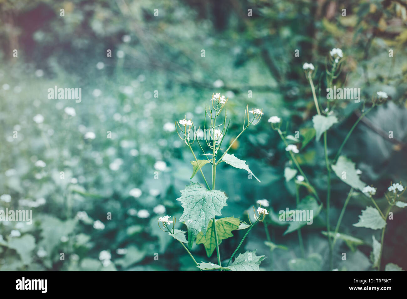 Bella fata sognante magia selvaggia di fiori di campo in erba parco forestale. Luce pallido sbiadito toni pastello della natura. Arte Naturale sfondo floreale con copia Foto Stock