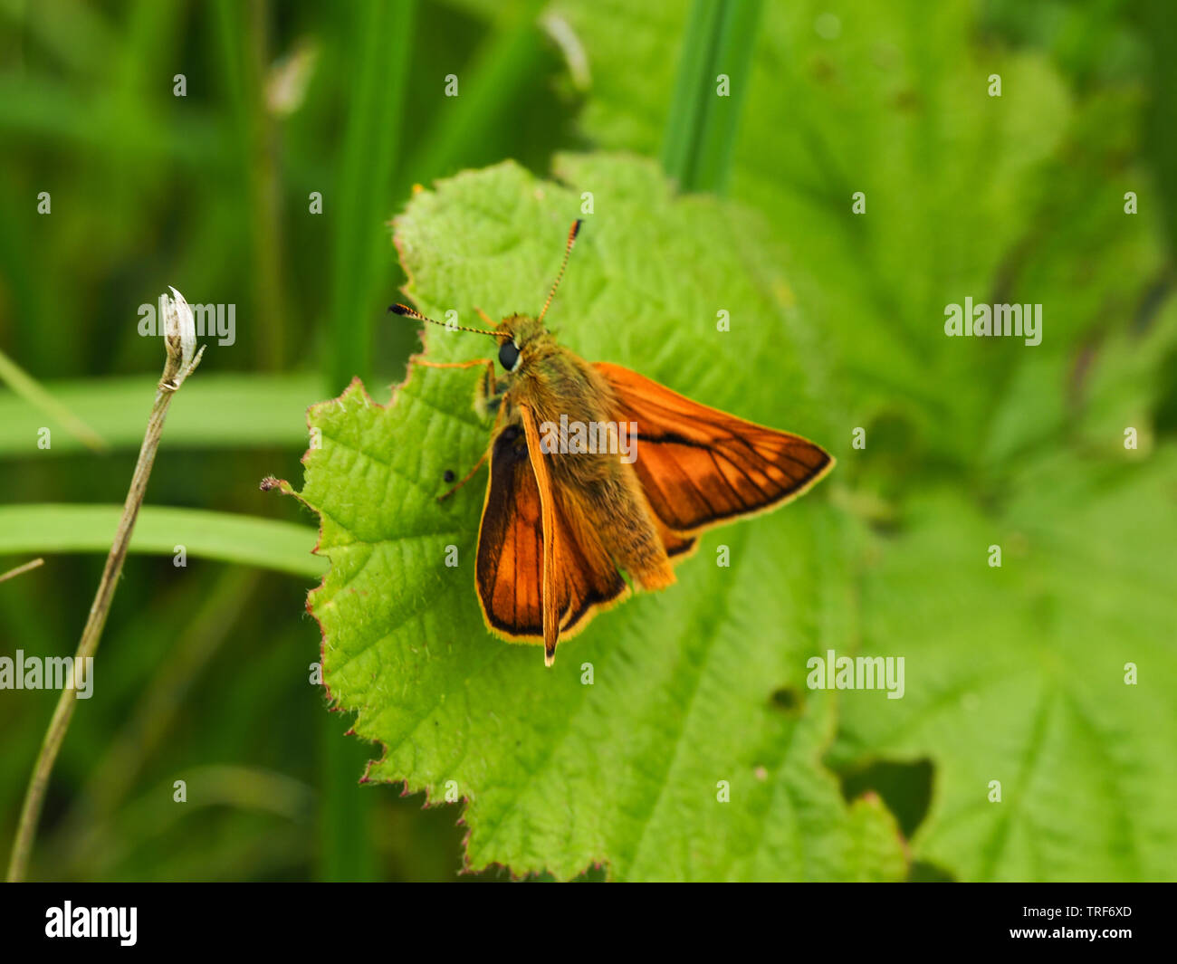 Grande skipper butterfly (Ochlodes sylvanus) in appoggio su una foglia Foto Stock