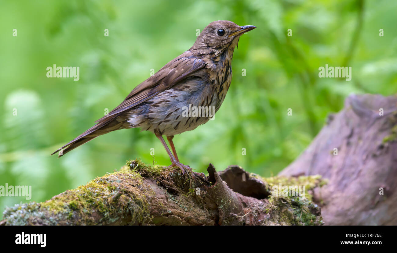 Giovani wet tordo bottaccio appollaiato sulla grande moncone di muschio in primavera la foresta di felci Foto Stock