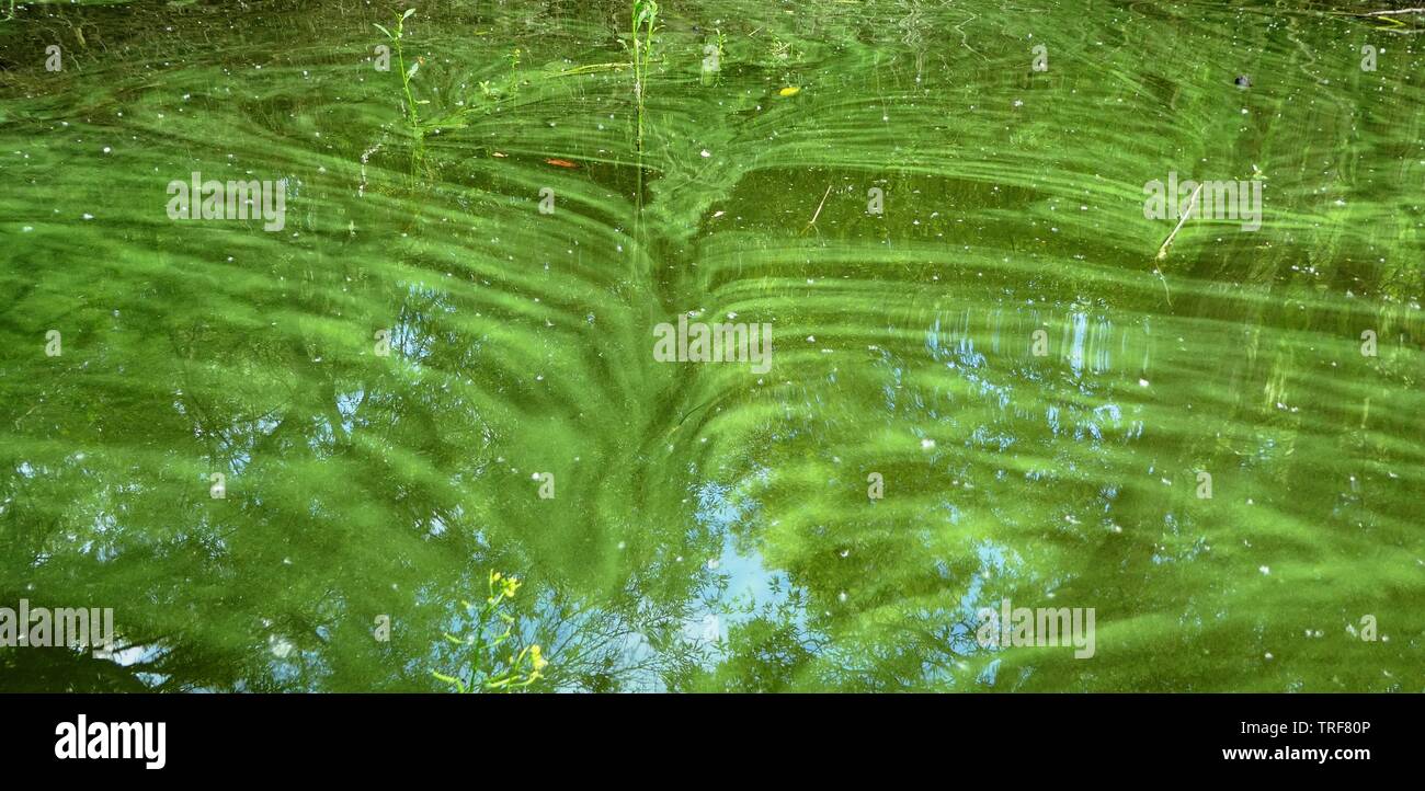 Alghe blu-verde (cianobatteri) galleggiante sulla superficie in un vento insenatura di San Pablo serbatoio, California. Foto Stock