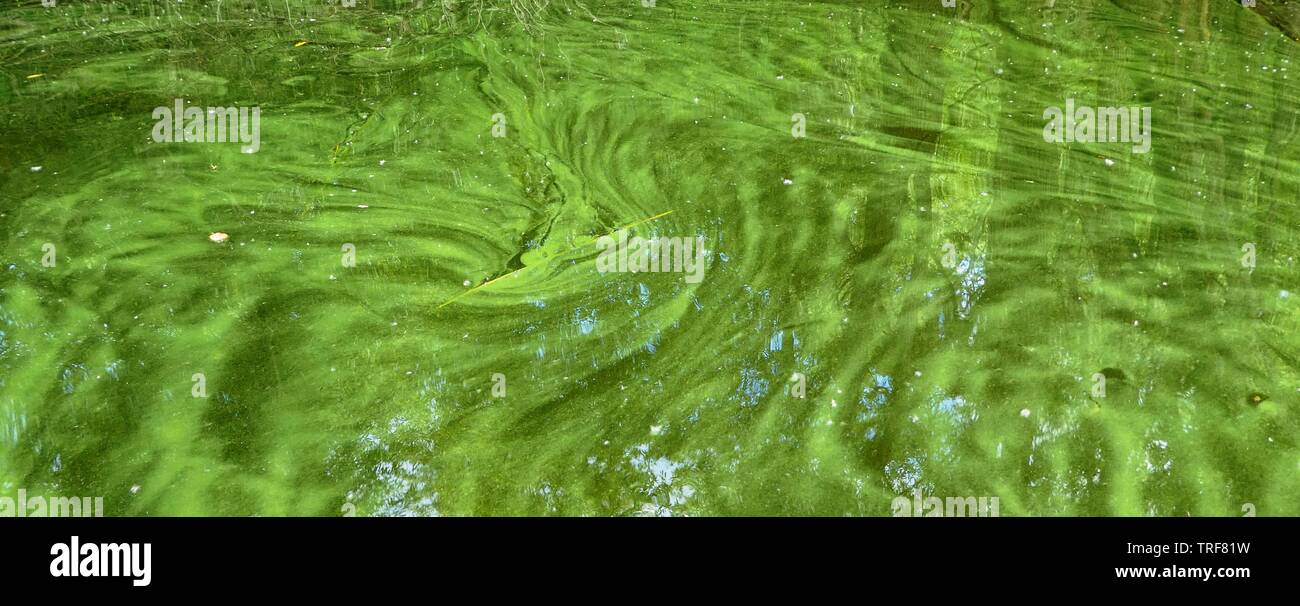 Alghe blu-verde (cianobatteri) galleggiante sulla superficie in un vento insenatura di San Pablo serbatoio, California. Foto Stock