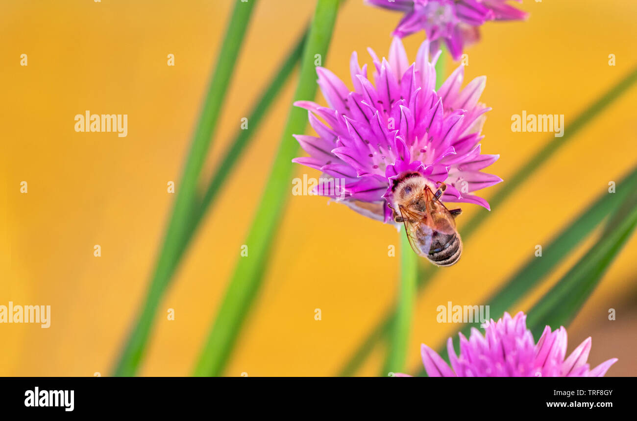 Ape su wild erba cipollina blossom close up dettaglio sullo sfondo Foto Stock