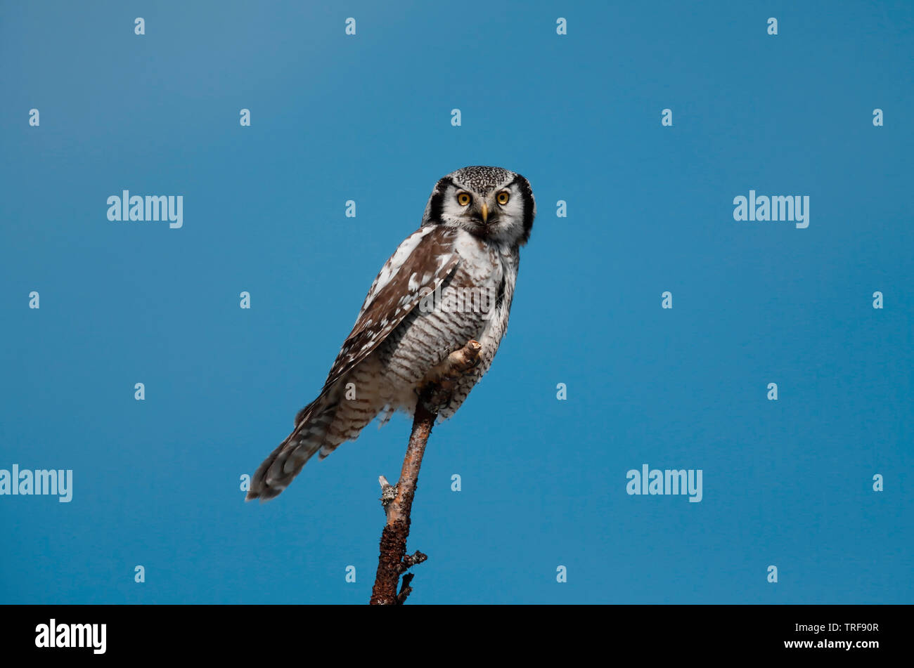 Hawk Owl [surnia ulula] - Kuusamo, Finlandia Foto Stock