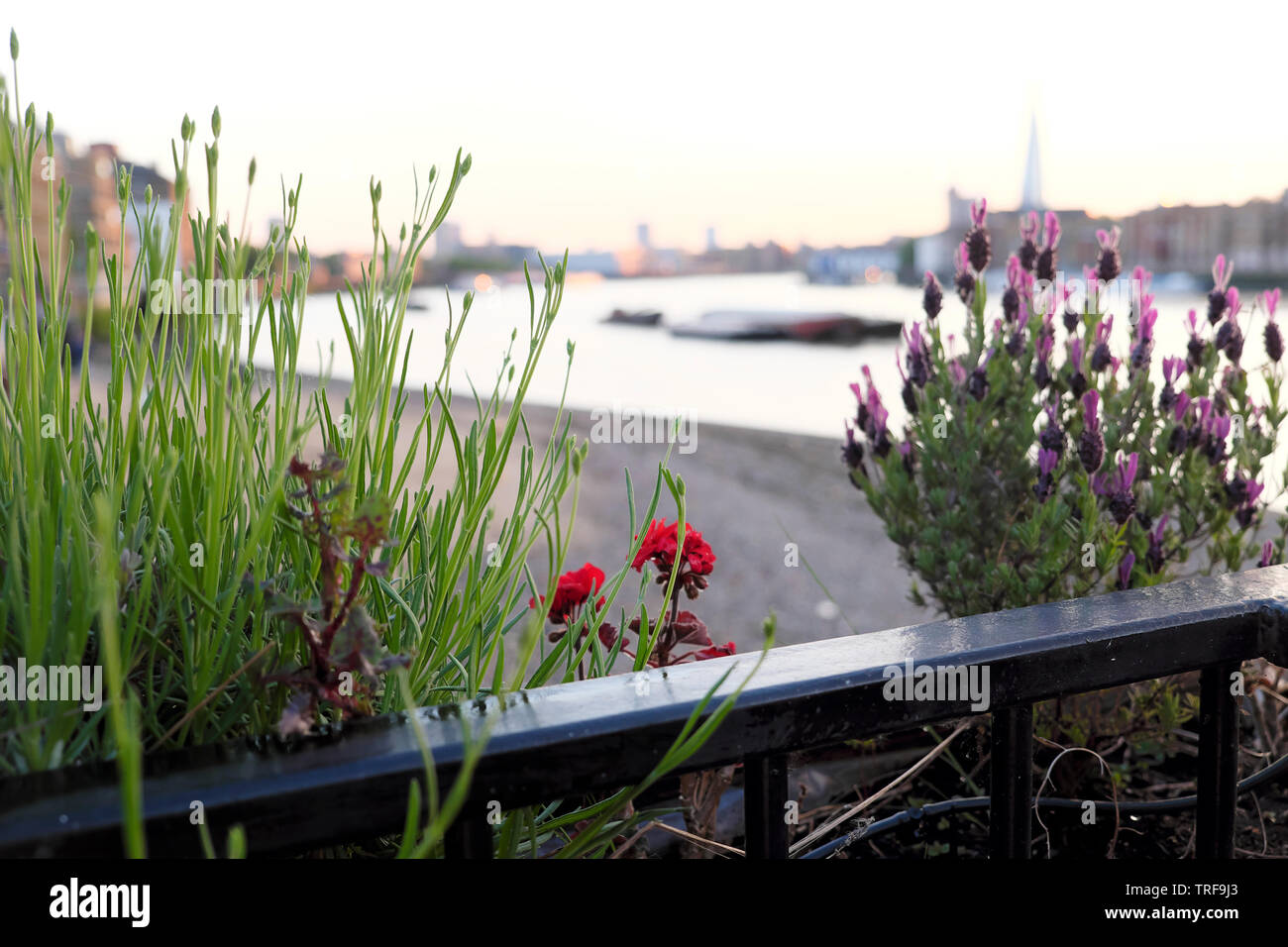 Piante di lavanda e geranio rosso su una casa galleggiante e vista del fiume Tamigi e Shard sulla skyline di Rotherhithe South London UK KATHY DEWITT Foto Stock