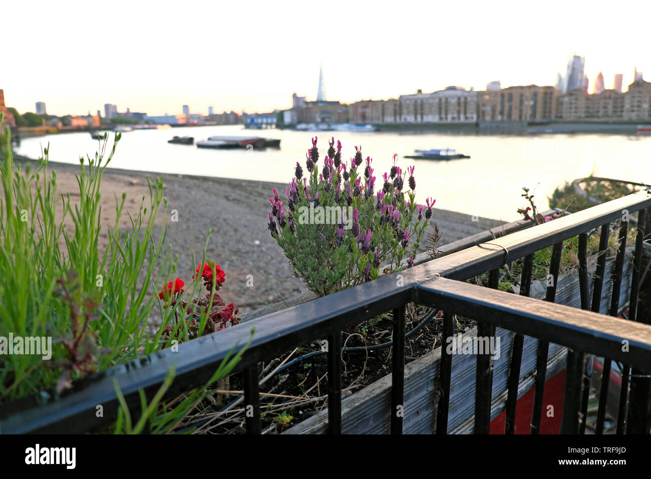 Piante di lavanda e geranio rosso su una casa galleggiante e vista del fiume Tamigi e Shard sulla skyline di Rotherhithe South London UK KATHY DEWITT Foto Stock