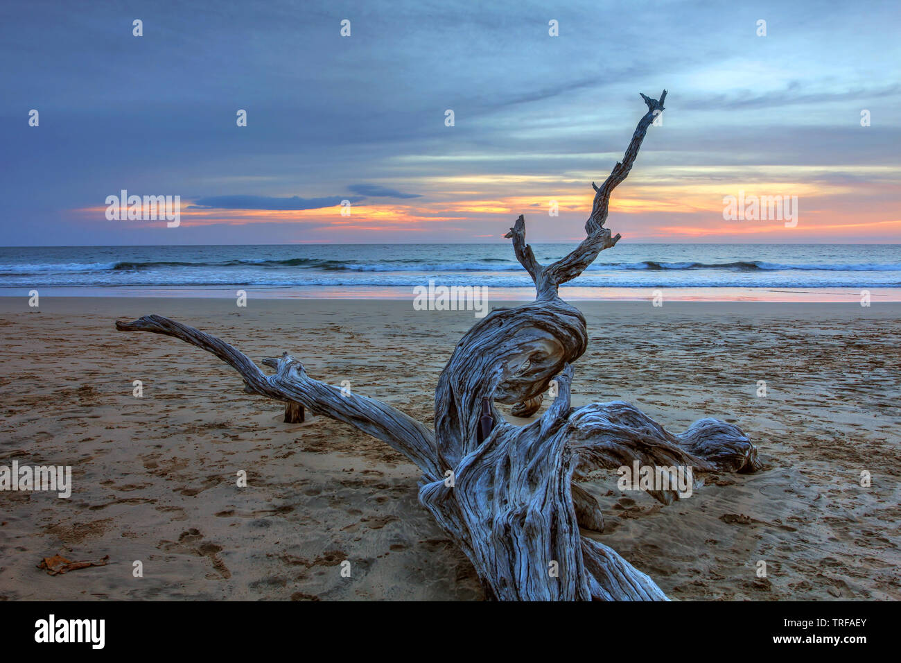 Paesaggio al tramonto con legno secco sulla sabbiosa spiaggia di surf di Playa Avallena in Guanacaste regione della Costa Rica. Foto Stock
